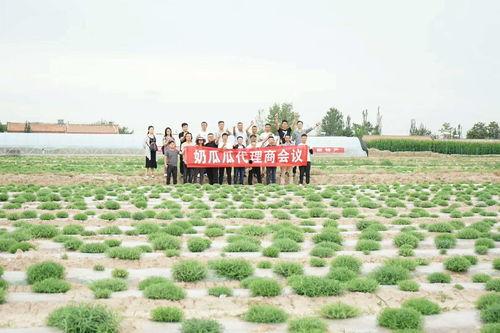 瓜瓜基地,綠色生態(tài)農(nóng)業(yè)的璀璨明珠