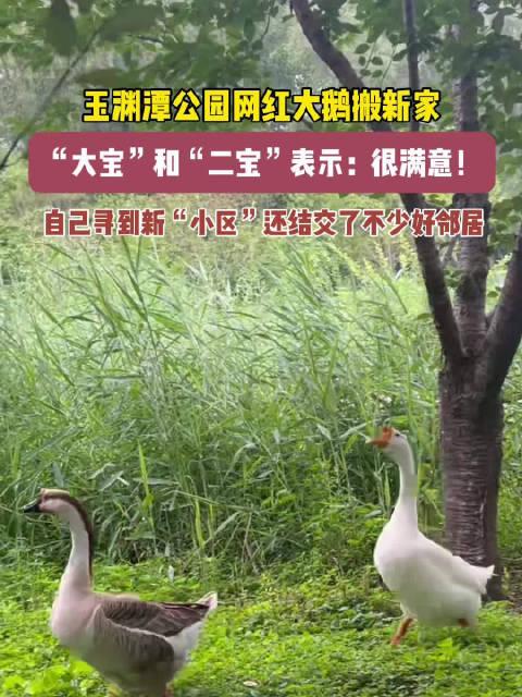 網(wǎng)紅大鵝,從田間到網(wǎng)絡(luò)，一只鵝的傳奇之旅