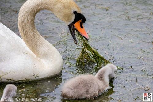 網(wǎng)紅大鵝,從田間到網(wǎng)絡(luò)，一只鵝的傳奇之旅