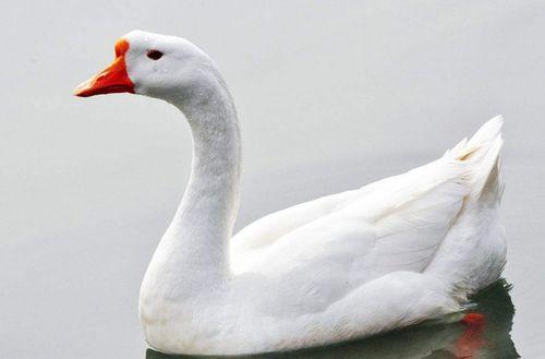 網(wǎng)紅大鵝,從田間到網(wǎng)絡(luò)，一只鵝的傳奇之旅