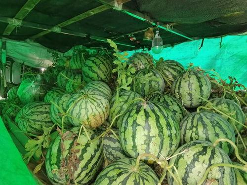 朝陽號(hào)外官網(wǎng)免費(fèi)吃瓜,免費(fèi)吃瓜盛宴，暢享夏日清涼！