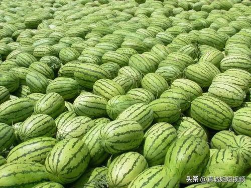 熱門大瓜每日必吃大瓜合集,揭秘娛樂圈最新動態(tài)，一網(wǎng)打盡娛樂圈風(fēng)云