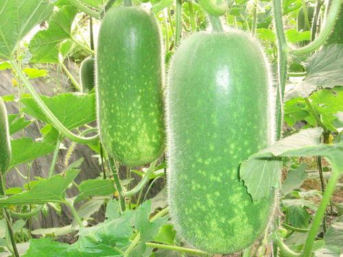 網(wǎng)紅大瓜博雅吃瓜視頻最全觀看,全網(wǎng)最全大瓜集錦，一網(wǎng)打盡網(wǎng)紅熱點(diǎn)