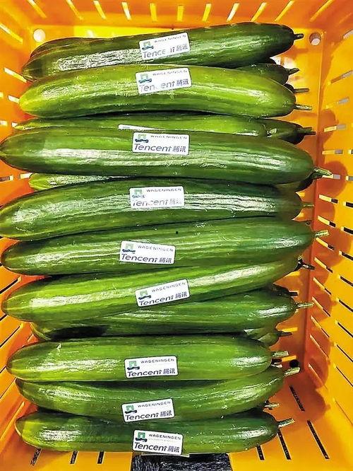 熱門大瓜每日大賽,揭秘娛樂(lè)圈最新爆料，大賽精彩瞬間回顧