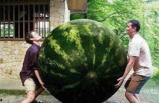 熱門大瓜,熱門大瓜背后的驚人真相