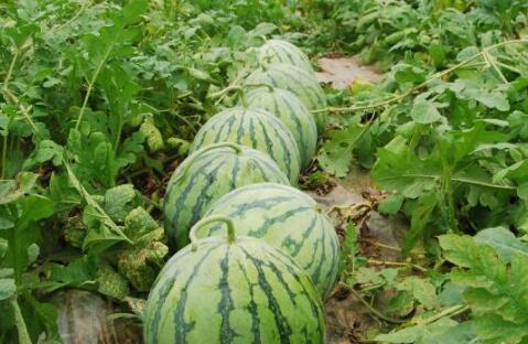 網紅大瓜排行,熱門事件盤點與幕后真相