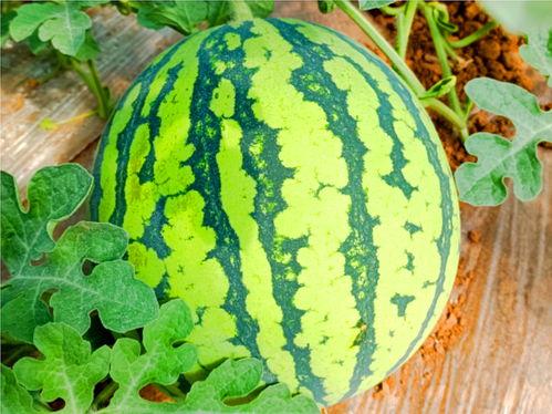 網(wǎng)紅熱瓜,揭秘網(wǎng)絡(luò)紅人的崛起與爭(zhēng)議