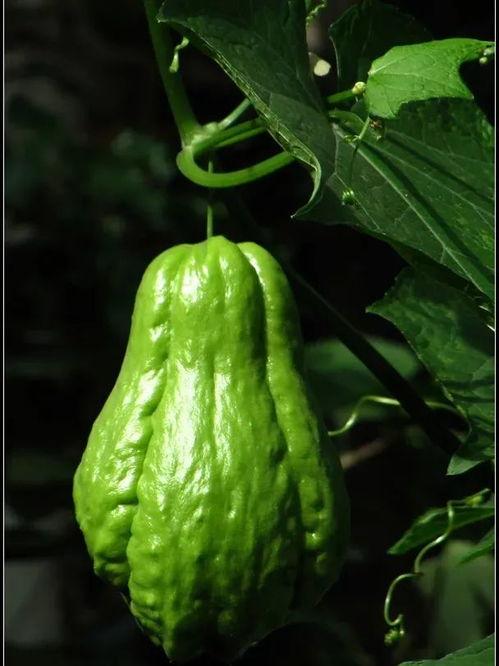 朝陽吃瓜群眾一枚