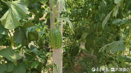 熱門大瓜,熱門大瓜背后的驚人真相