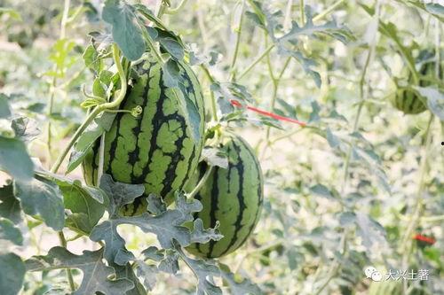 最近比較勁爆的大瓜,最新勁爆大瓜揭秘！