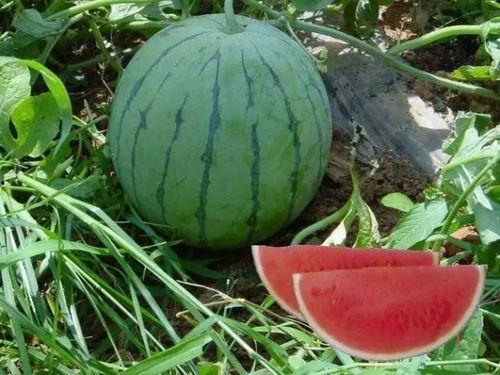 熱門大瓜有哪些,揭秘明星幕后故事