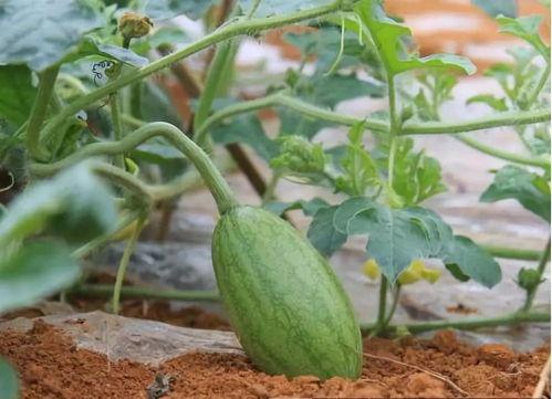 52每日大瓜視頻,揭秘娛樂圈幕后故事，帶你領略明星真實生活