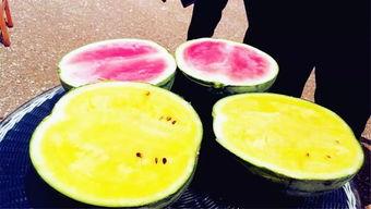 52吃瓜爆料免費吃瓜視頻,免費暢享熱門吃瓜視頻盛宴